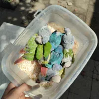 جوجه راهب،گرینچیک آناناسی دبل رد،یلوساید دبل رد|پرنده|رشت, گلسار|دیوار