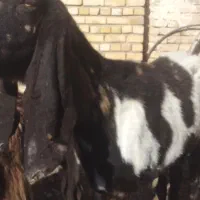 بزپاکستانی ابستن