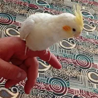 عروس هلندی نر ماده8ماهه بدون قفس 1500000