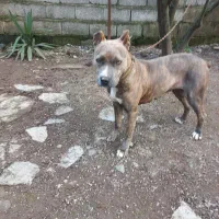 واگذاری غیر رایگان سگ پیتبول امریکن تریر|سگ|آستانه اشرفیه, |دیوار