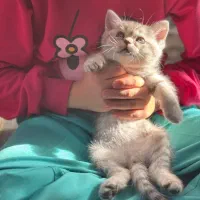 بچه گربه|گربه|اندیشه, اندیشه فاز ۶|دیوار