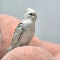 عروس هلندی گمشده سفید دستی محدوده برازنده الهیه|حیوانات|اصفهان, الهیه|دیوار