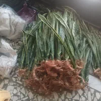 سانسوریا شمشیری ابلق ریشه لخت|گل و گیاه طبیعی|اصفهان, قهجاورستان|دیوار