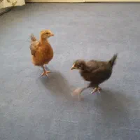 جوجه‌نروماده