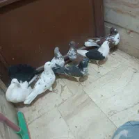 کفتر رباط کریم