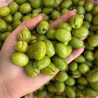 زیتون شکسته درشت