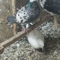 ۷تا کفتر غریب گیری|پرنده|قرچک, شهرک الحدید|دیوار