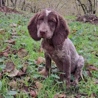 توله سیتر|سگ|رحیمآباد, |دیوار