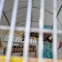 جفت عروس هلندی روی تخم سهره چهارگل و تخم عروس