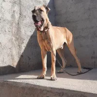 سگ سرابی نر