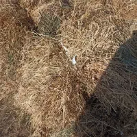 علوفه یونجه