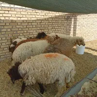 بره نر و ماده|حیوانات مزرعه|چمران, |دیوار