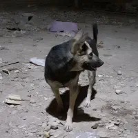 سگ جرمن ماده