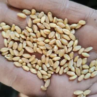 گندم کوهدشت مادر