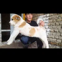 سگ الابای ترکمن