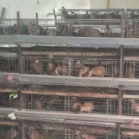 تخم نطفه دار|حیوانات مزرعه|قم, انسجام|دیوار