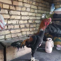 خروس لاری|حیوانات مزرعه|تهران, افسریه شمالی|دیوار