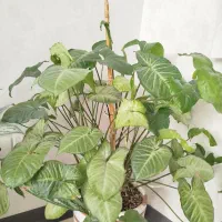 گل دیفن|گل و گیاه طبیعی|قدس, شهرقدس|دیوار