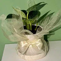 گل هدیه