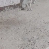 توله دنبلانی|سگ|گلی داغ, |دیوار