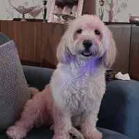 سگ گمشده یا فروخته شده