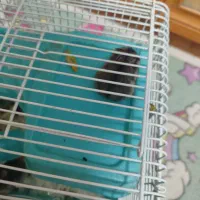 همستر|موش و خرگوش|تهران, شهرک غرب|دیوار