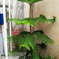 درخت کاج مطبق