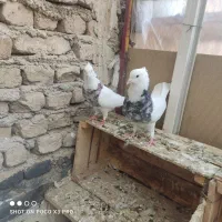 کبوتر طوقی|پرنده|محمدشهر, کوی بهار|دیوار