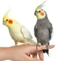 عروس هلندی گمشده