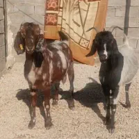 اسب معاوضه با بز