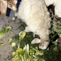 دو عدد بزغاله ماده|حیوانات مزرعه|ایرانشهر, |دیوار