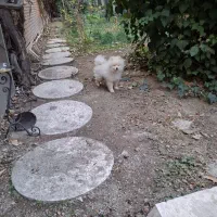 جسی|سگ|تهران, پاسداران|دیوار