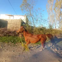 اسب ضایعاتی