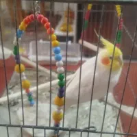 عروس هلندی نر