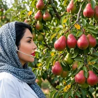 فروش نهال گلابی ویلیامز در سنقر ، شناسه‌دار جهاد