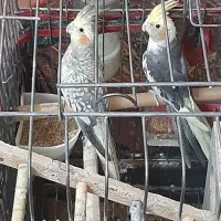 عروس هلندی جفت تخم گذار