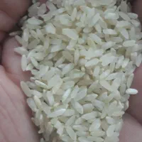 برنج چمپای اردل|عمدهفروشی|اردل, |دیوار