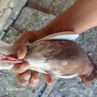 کبوتر کله ای|پرنده|دزفول, |دیوار