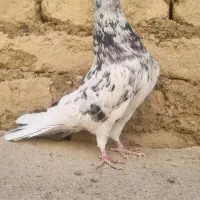 سرور