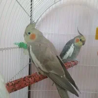 1جفت عروس هلندی نر و ماده