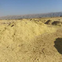 فروش علوفه کاه پیچ ، برنج|حیوانات مزرعه|کامفیروز, |دیوار