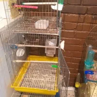 فنج گلدین کرواتی و پرستار