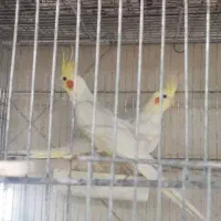 فروش پرنده طوطیسان