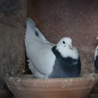 کبوتر شازده