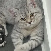 بیریتیش پسر ۳ ماهه سیلور بازیگوش و سلامت