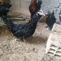 تعدادی نیمچه مرغ مینیاتوری و پاکوتاه|حیوانات مزرعه|برازجان, |دیوار