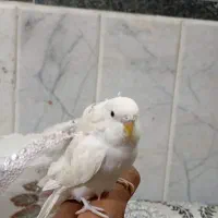 مرغ عشق پروانه ای دستی|پرنده|زاهدان, |دیوار