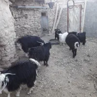 بزغاله چاق محلی|حیوانات مزرعه|مود, |دیوار