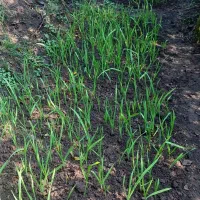 .اناردون شده.برگ سیر