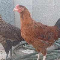 مرغ گلپایگانی